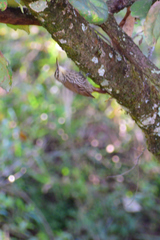 Lepidocolaptes leucogaster