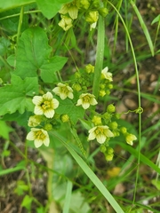 Wild Hops (Bryonia)