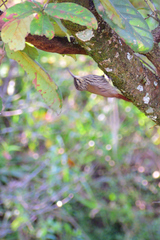 Lepidocolaptes leucogaster