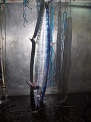 Acanthocybium solandri