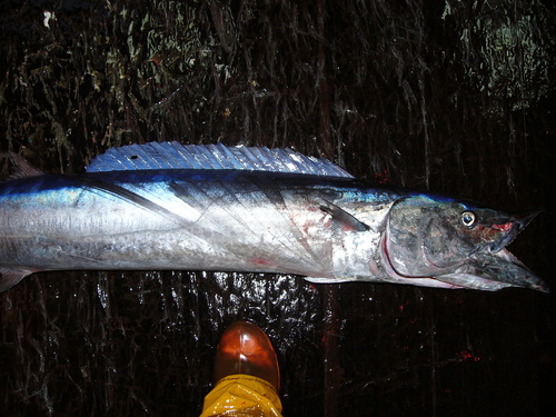 Photo of Wahoo (Acanthocybium solandri)