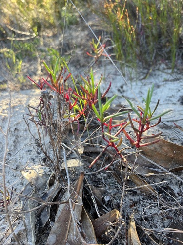 Image of Lampranthus tenuifolius by (c) Charleen Brunke, some rights reserved (CC BY)