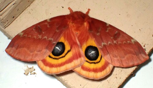 Io Moth, photo 7 of 10