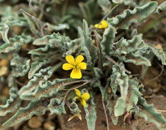 Viola pinetorum grisea