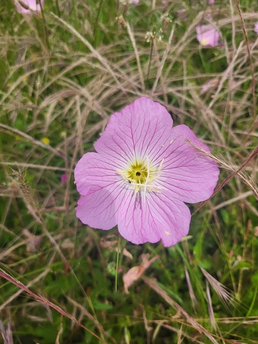 Oenothera speciosa