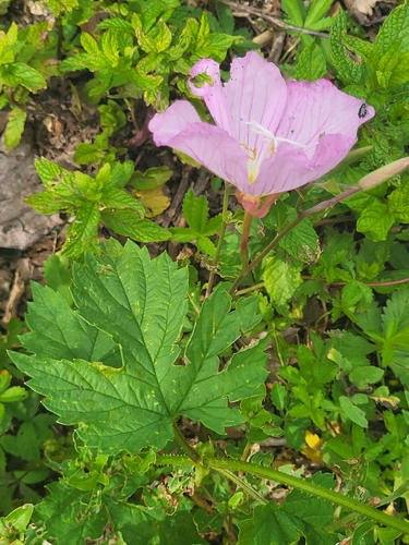 Oenothera speciosa