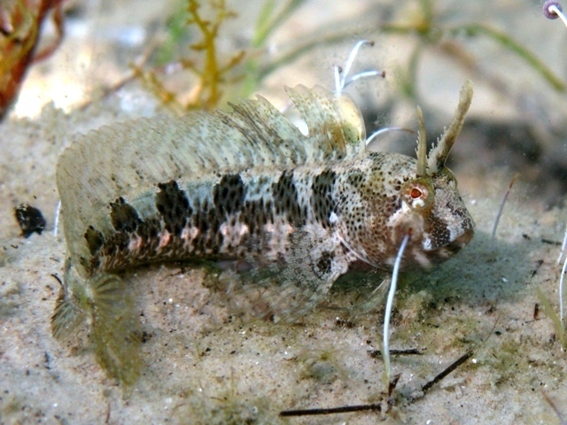 Tentacled Blenny