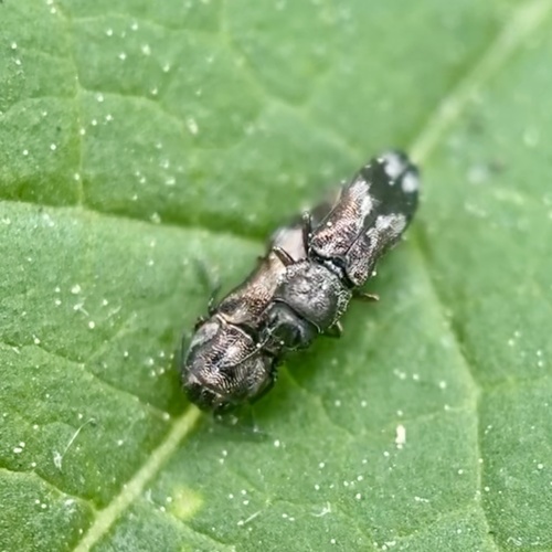 Native Ash Borer photo 4