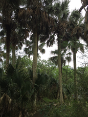 Sabal mexicana