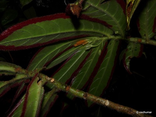 Columnea purpurimarginata