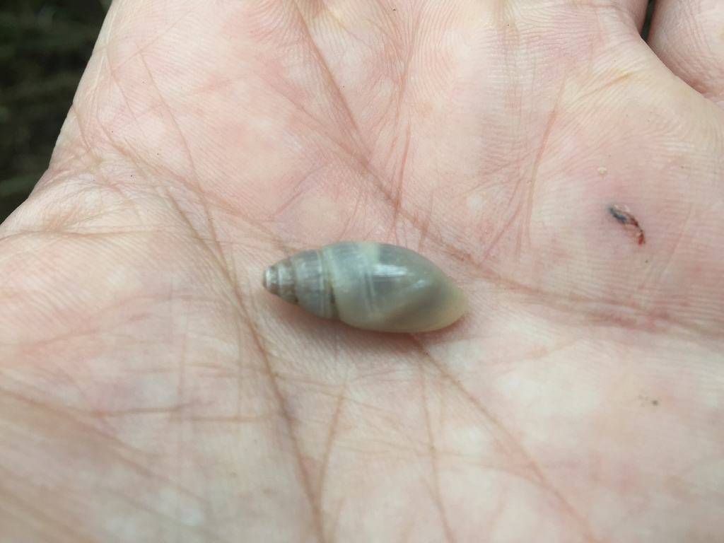 glossy wolfsnail