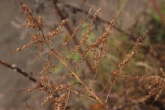 Solidago canadensis