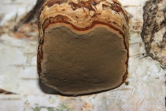 Fomes fomentarius