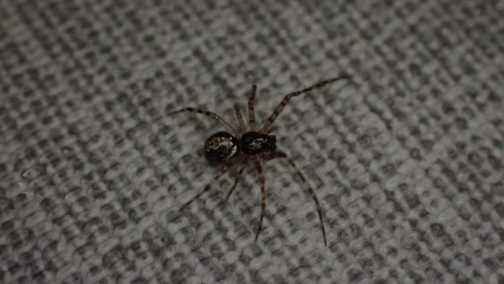 Theridion asopi