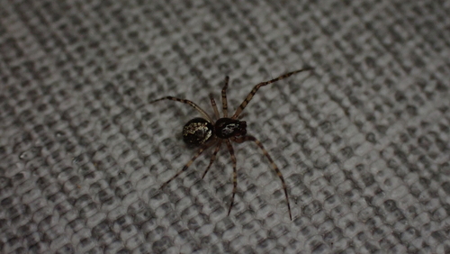 Theridion asopi