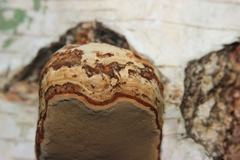 Fomes fomentarius