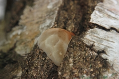 Fomes fomentarius