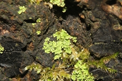 Cladonia