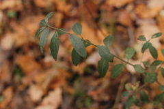 Ligustrum vulgare