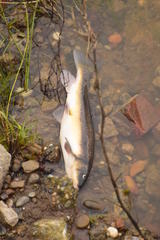 Catostomus occidentalis