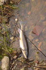 Catostomus occidentalis