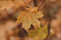 Acer platanoides