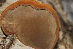Fomes fomentarius
