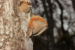 Fomes fomentarius