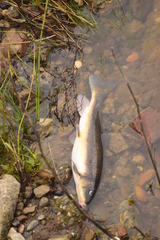 Catostomus occidentalis