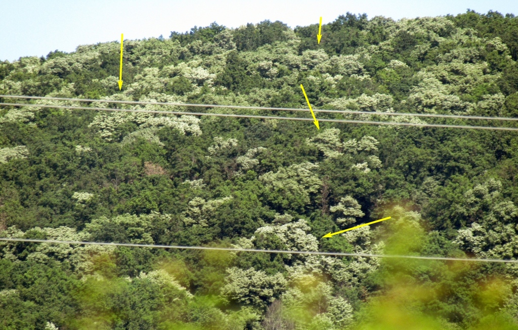 Tilia tomentosa, Берегівський район, Закарпатська область, Україна