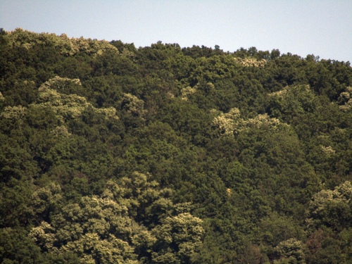 Tilia tomentosa
