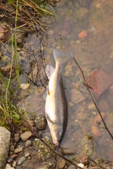 Catostomus occidentalis