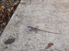 Anolis carolinensis