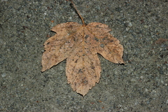 Acer pseudoplatanus