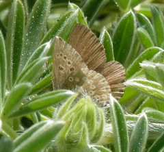 Icaricia icarioides parapheres