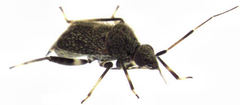 Charagochilus