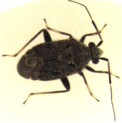 Charagochilus