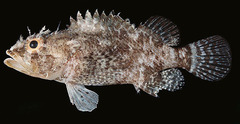 Dwarf Scorpionfish photo 3