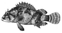 Dwarf Scorpionfish photo 4