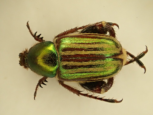 Glaphyrus opulentus · iNaturalist United Kingdom