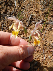 Gladiolus virescens