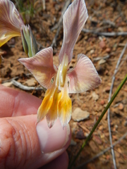 Gladiolus virescens