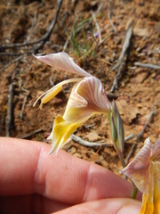 Gladiolus virescens