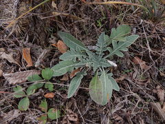 Hymenopappus artemisiifolius