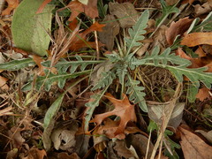 Hymenopappus artemisiifolius