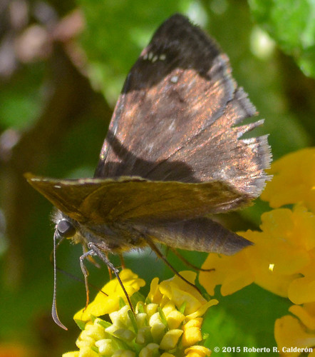 Horace's Duskywing, photo 7 of 7