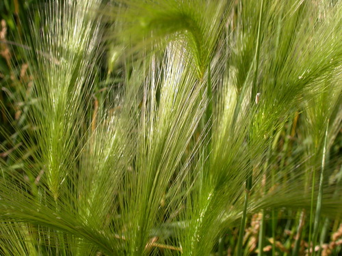 Foxtail Barley