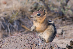 Callospermophilus lateralis