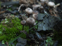 Lyophyllum anthracophilum