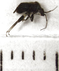Charagochilus
